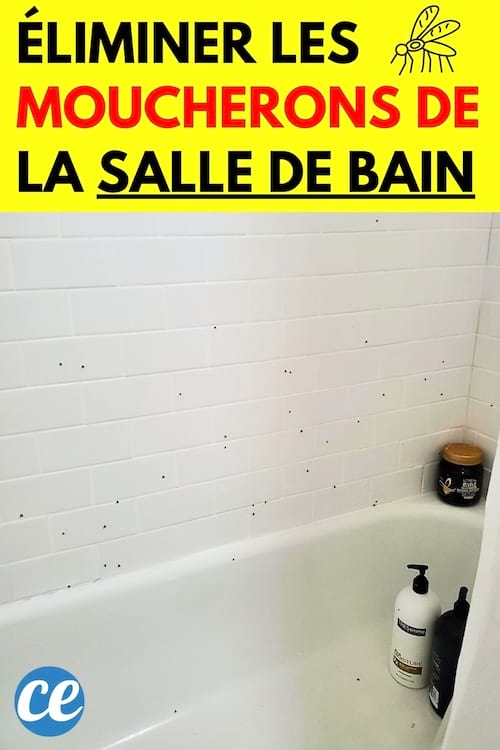 Des moucherons sur le mur de la baignoire dans la salle de bain