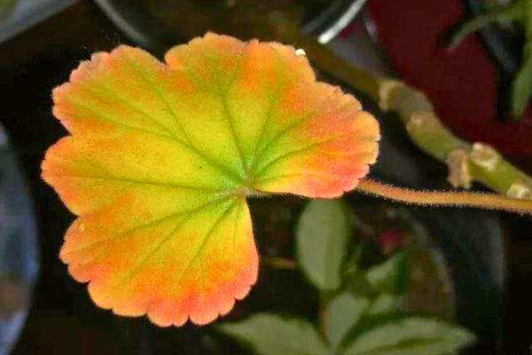 Feuille de géranium avec des teintes vertes, oranges et rouges.