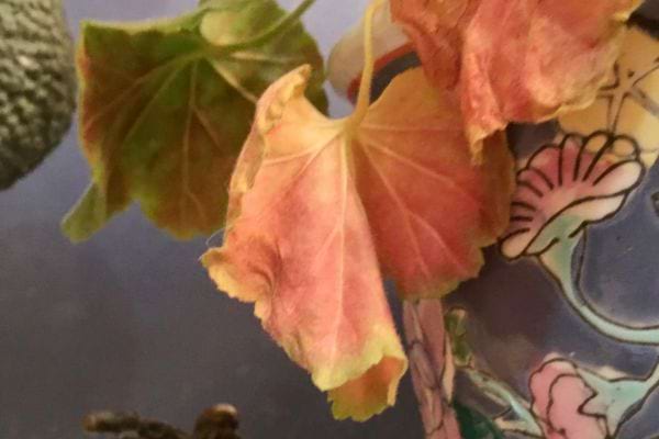 Plusieurs feuilles de géranium rouges et jaunes, attachées à une plante dans un pot.