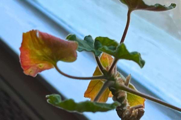 Feuilles de géranium partiellement rouges, sous la lumière près d'une fenêtre.