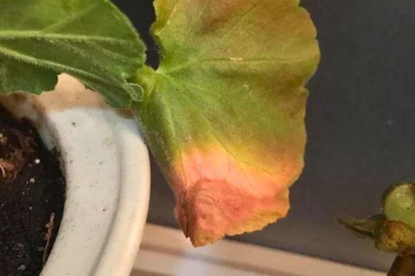 Feuille de géranium dans un pot, avec une pointe jaune et rouge.