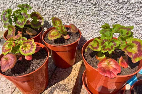 Quatre pots de géraniums en extérieur, avec des feuilles rouges et vertes.