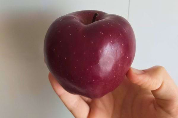 Une pomme rouge foncé est tenue en main.