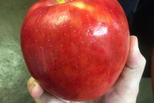 Une main tient une grosse pomme rouge brillante.