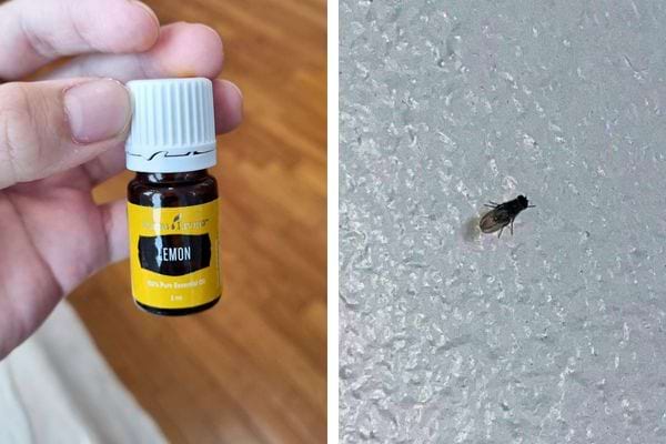 Huile essentielle de citron tenue par une main, moucheron sur le mur.