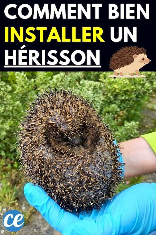 Une personne tenant un h&eacute;risson dans ses mains avec des gants en latex 