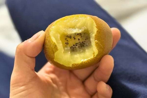 Kiwi jaune avec une bouchée manquante, tenu à la main.