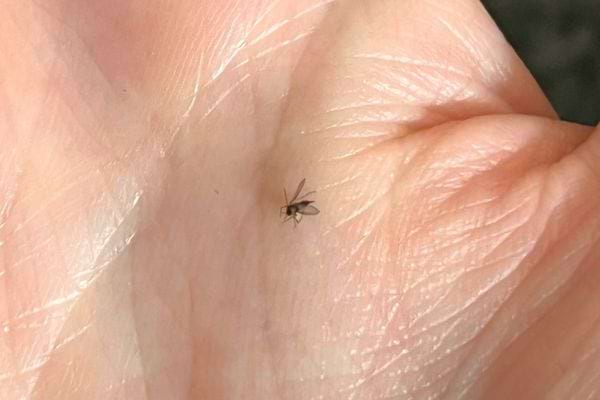 Petit moucheron posé sur une main.