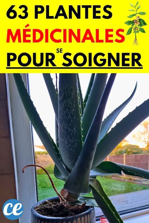 Une plante d'Aloe vera