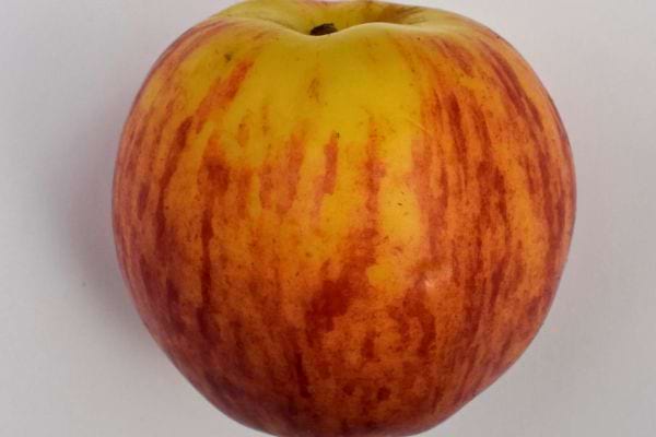 Une pomme jaune rayée de rouge est présentée.