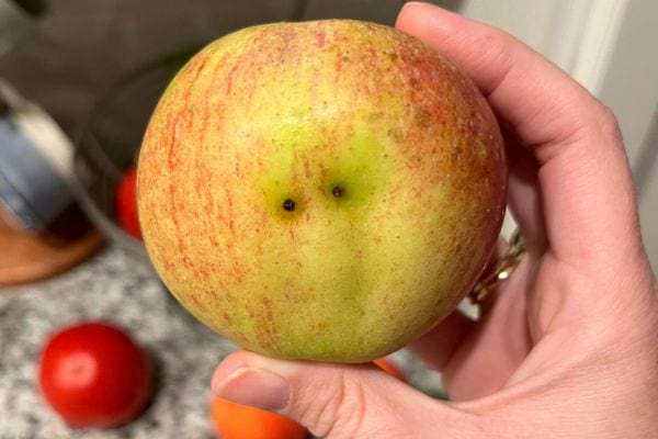 Une pomme verte et rouge est tenue en main dans une cuisine.