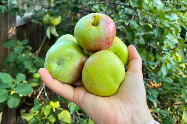 Plusieurs pommes vertes sont rassemblées dans une main au jardin.
