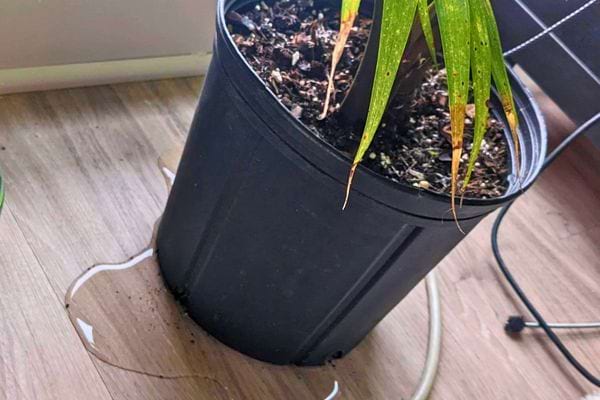 Pot de plante avec de l'eau stagnante sur le sol.