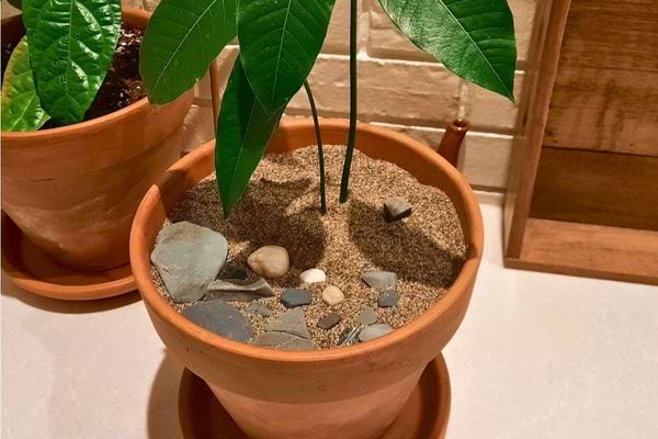 Pot de plante recouvert de sable et galets.