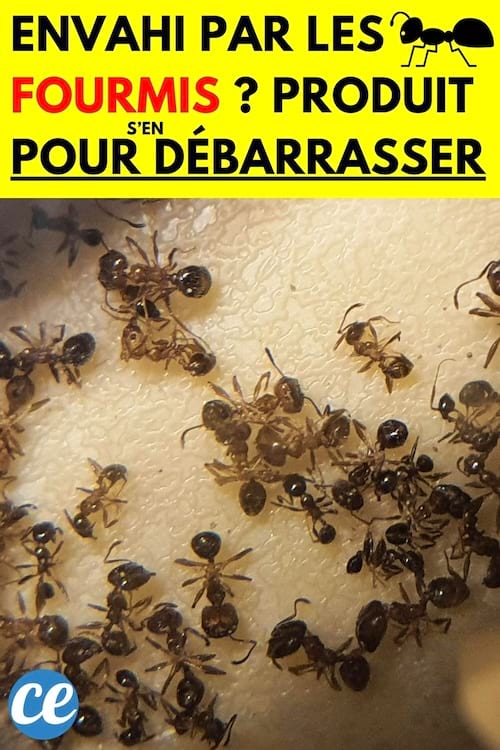 Pleins de fourmis