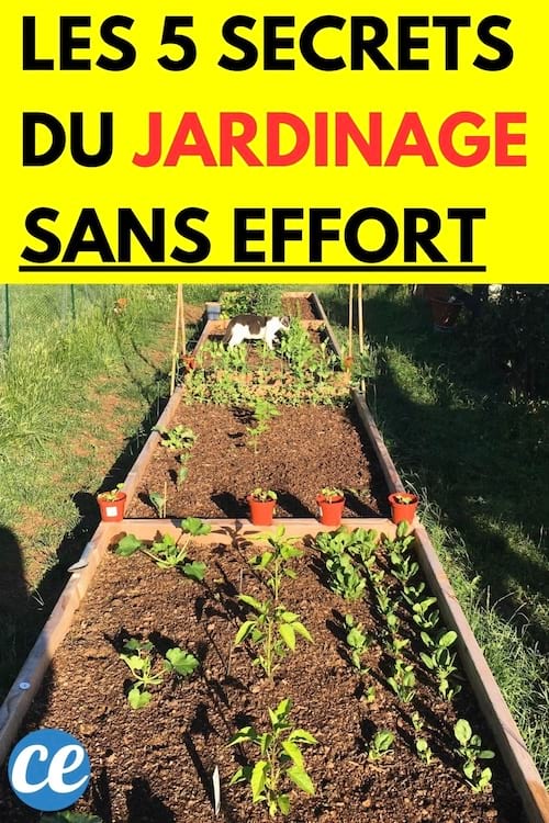 Potager dans un jardin
