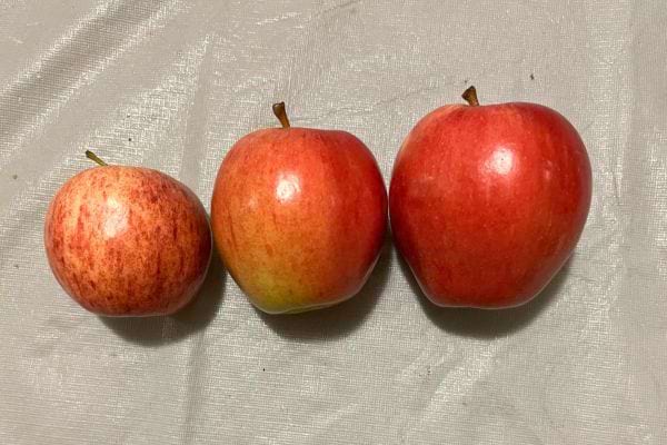 Trois pommes rouges sont alignées sur une table.