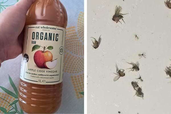 Bouteille de vinaigre de cidre organique, moucherons piégés sur une surface.