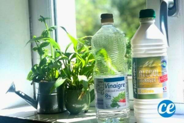 Vinaigre blanc et alcool ménager près d'une plante.