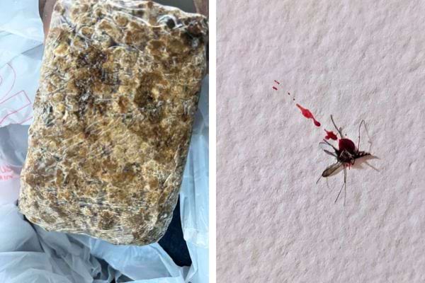 Aliment moisi et moustique écrasé avec du sang.