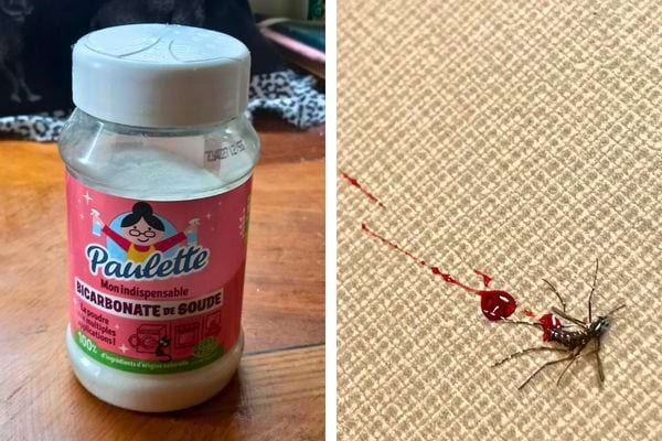 Bicarbonate de soude et moustique écrasé avec du sang.