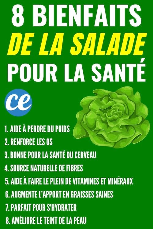 Les différents bienfaits de la salade sur la santé