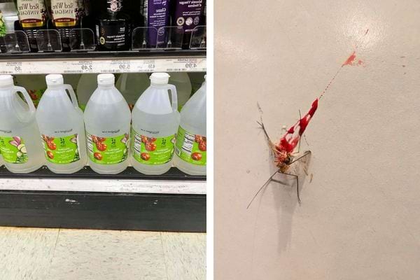 Bouteilles de vinaigre blanc en rayon et moustique écrasé sur un mur.