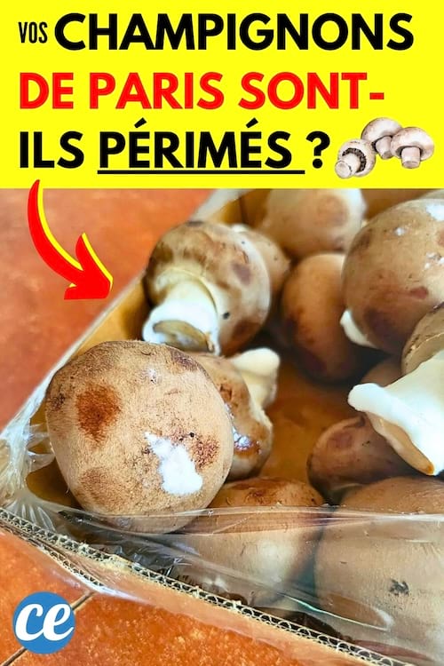 Des champignons de paris avec de la moisissure blanche dessous qui sont périmés