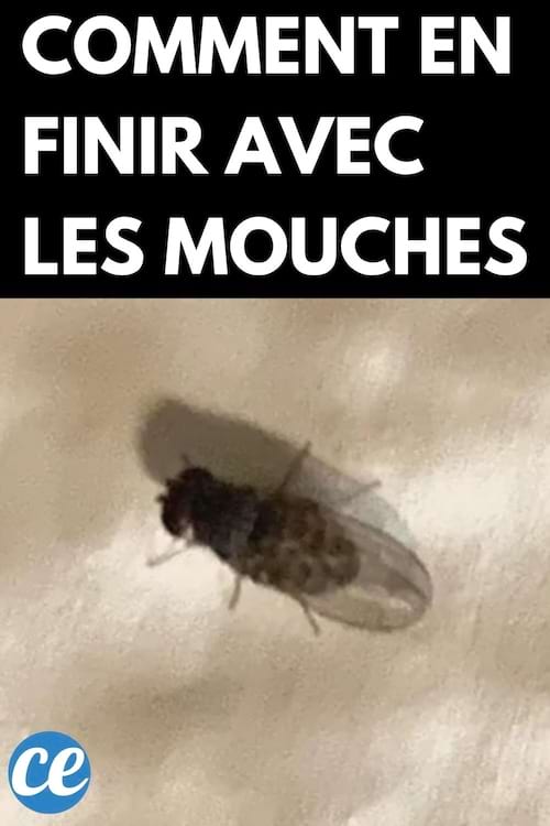 Une mouche sur un fond blanc