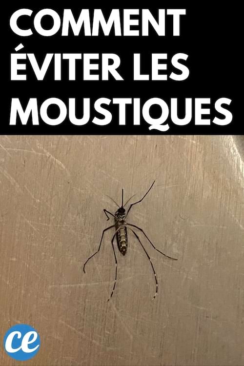 Un moustique qui a l'air mort