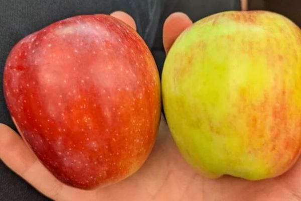 Deux pommes, une rouge et une verte, dans une main.