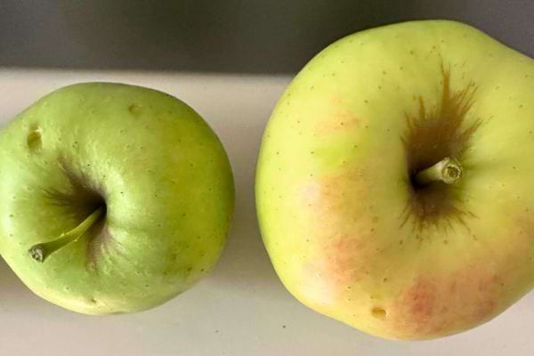 Deux pommes vertes sur fond blanc.