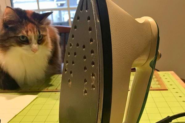 Fer à repasser avec un chat en arrière-plan.