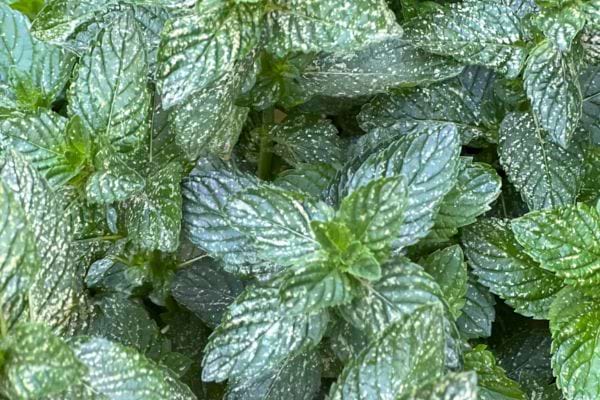 Feuilles de menthe en gros plan.