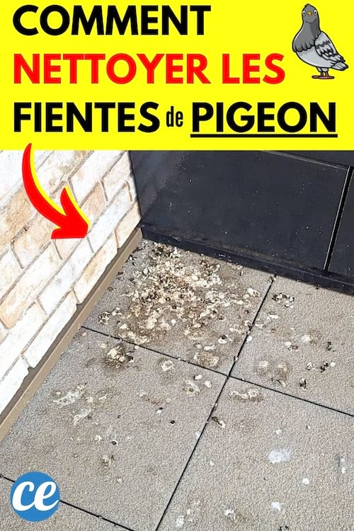 Plein de fientes de pigeon sur la terrasse de la maison qu'il faut nettoyer