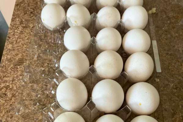 Plusieurs œufs entiers dans une boîte en plastique.