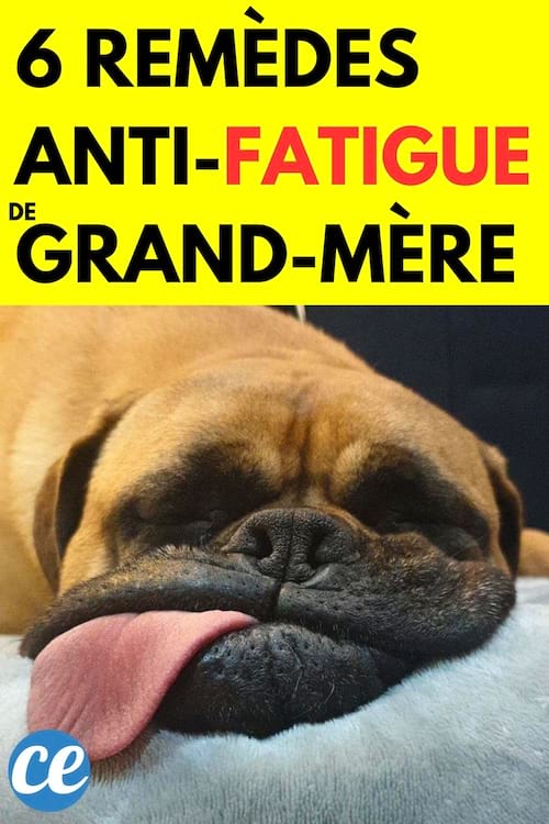 Un chien les yeux fermés qui tire la langue