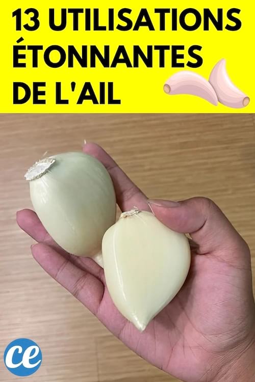 Deux gousses d'ail énormes dans une main