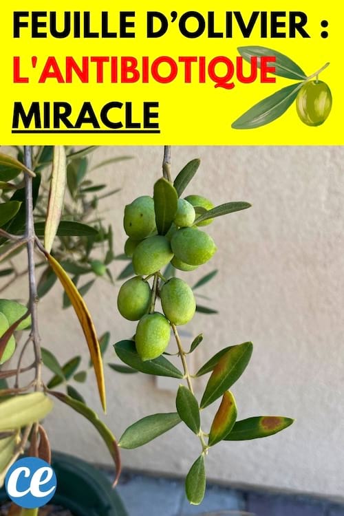 Une feuille d'olivier