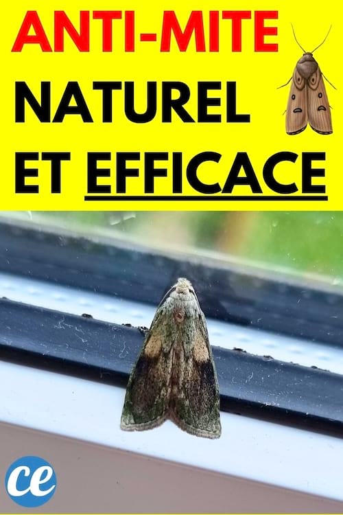 Une mite proche d'une fenêtre