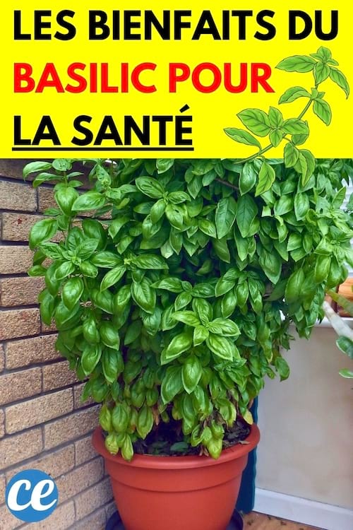 Une grosse plante de basilic dans un pot en argile 