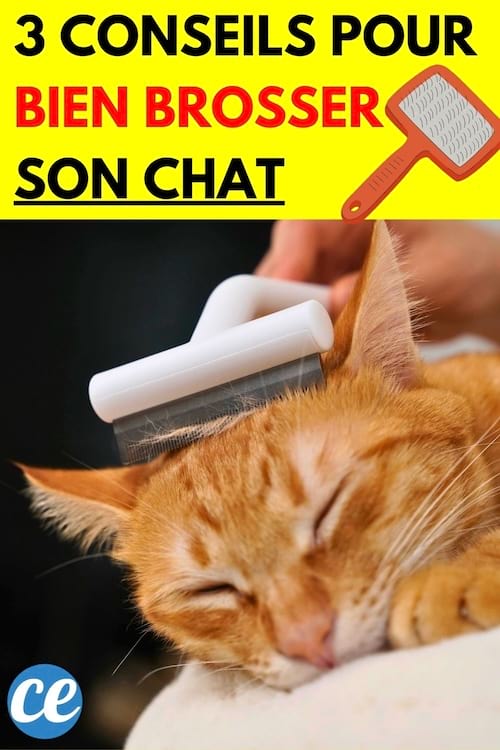 Un chat roux qui se fait brosser la tête