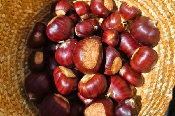 Châtaignes fraîches dans un panier en osier.