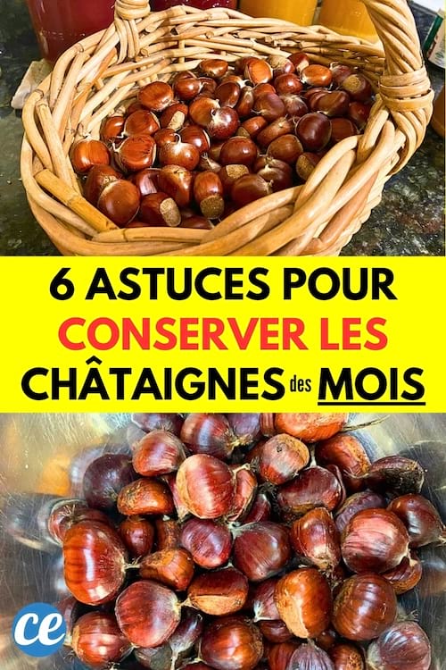 Plein de châtaignes dans un panier qui ont besoin d'être conservées