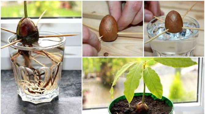 Faire pousser un avocatier à partir du noyau