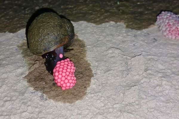 Escargot et œufs roses sur une surface sèche.