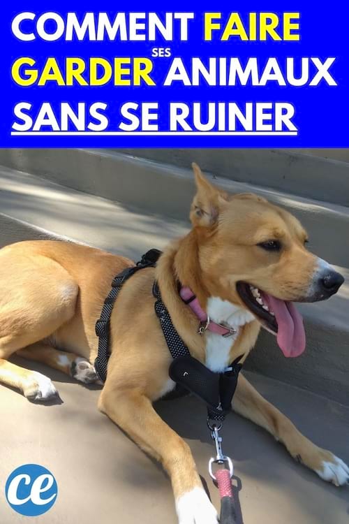 Un chien beige ayant un harnais noir et rose avec sa langue dehors 