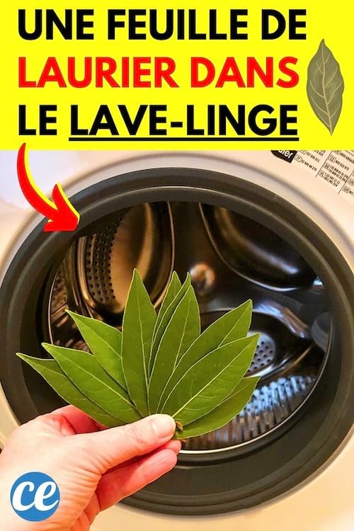 Une feuille de laurier qui est mise dans la machine à laver