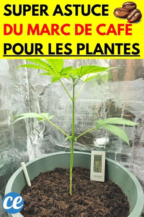 Une plante avec du marc de café 