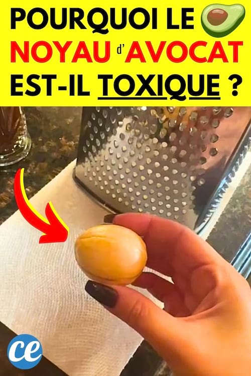 Un noyau d'avocat dans la main qui va être transformé en poudre